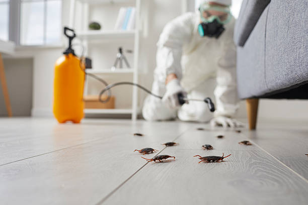 Post-Treatment Bed Bug Interceptor Monitoring in Midway